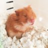 Фото профиля JesheThe Hamster