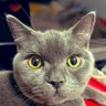 平蔵's profile picture