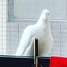属鼠叔叔's profile picture