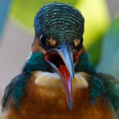 okamotokwasemi's profile picture