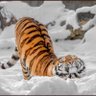 Фото профиля あかまん