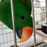ぽぽリリ profil fotoğrafı