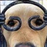 Yoa Fong's profile picture