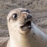 The Seventh Seal's profile picture