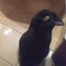 Фото профиля black cat connoiseur™