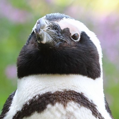 kon_gitsune_pen's profile picture