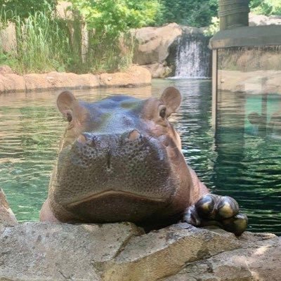 Cincinnati Zoo's profile picture