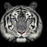 Фото профиля MOHAMMED _Tiger