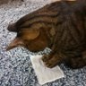 ななもも 的头像