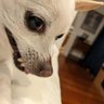 Turbo Dog ็ๅคดๅ