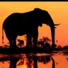 لبناني نشيط profil fotoğrafı