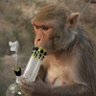 Stoned Ape's profile picture