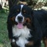 Фото профиля de Wit Berners