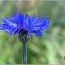 Deadly Medleys, musings and mirth.'s profile picture