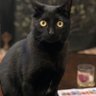 Tarandfeatherstime's profile picture