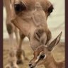 النداوي's profile picture