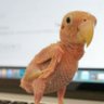 Pillococorita2021@pillococorita2021 profil fotoğrafı