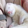 𝐾𝑎𝑡𝑠𝑢 𝑠𝑎𝑛𝑑(かつさん)'s profile picture