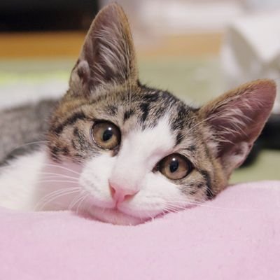 watanabekeno2's profile picture