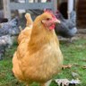 Фото профиля imachicken