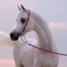 WALED's profile picture