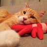 ちゃちゃこ profil fotoğrafı