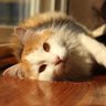 Arlyka_kipe profil fotoğrafı