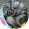 まつ's profile picture