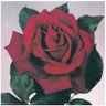 Julie Que🌹's profile picture