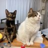 ニャニイ🐈🐾🐈‍⬛'s profile picture