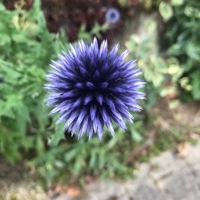 BoschimoDr's profile picture