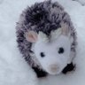 ExplodingPossum's profile picture