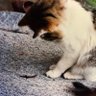 まー 的头像