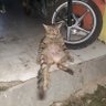 Momo momo profil fotoğrafı