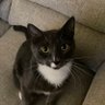 Crypto Cat's profile picture