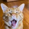 Profilbild von ねこねこ