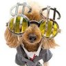 cachorro dinero profil fotoğrafı