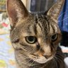 chobi-roo profil fotoğrafı