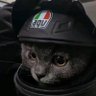 L.bit's profile picture
