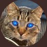 HodlMeow profil fotoğrafı