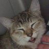 🐈🍒🦀🍑🌟🦕❤️🔥🐱🦈にゃんたん🐈🍏🤖🎮🥢🦖🐟🍑🐰🐾 profil fotoğrafı