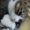 Фото профиля 小梅にゃんこ