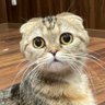 KAOYUU 🐱ゆぅたん🐱 profil fotoğrafı