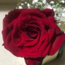 ﮼عذبةالروح🌺 profil fotoğrafı