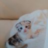 ねむりねこ 的头像