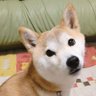 Profilbild von 高菜ごはん