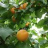 あんころ餅 的头像