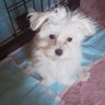 🍀つぶやき冬🍀🐾 profil fotoğrafı