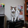 いってちゃ㋡'s profile picture