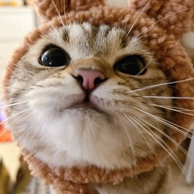 Lavenderchincr's profile picture
